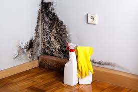 Best Attic Mold Removal  in Greenwood Village, CO